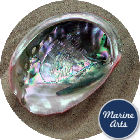 Polished Red Abalone  16cm